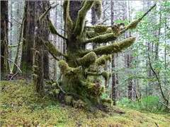 2006, A Hike Around Gustavus