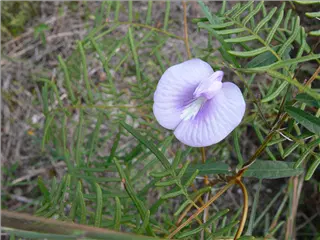 P1120172.jpg