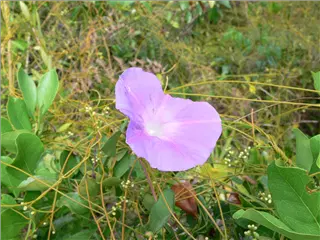 P1120177.jpg