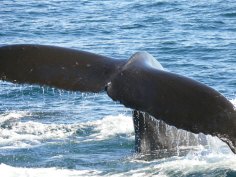 Whale's Tail, Afognak Island