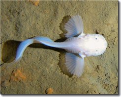 snailfish.jpg