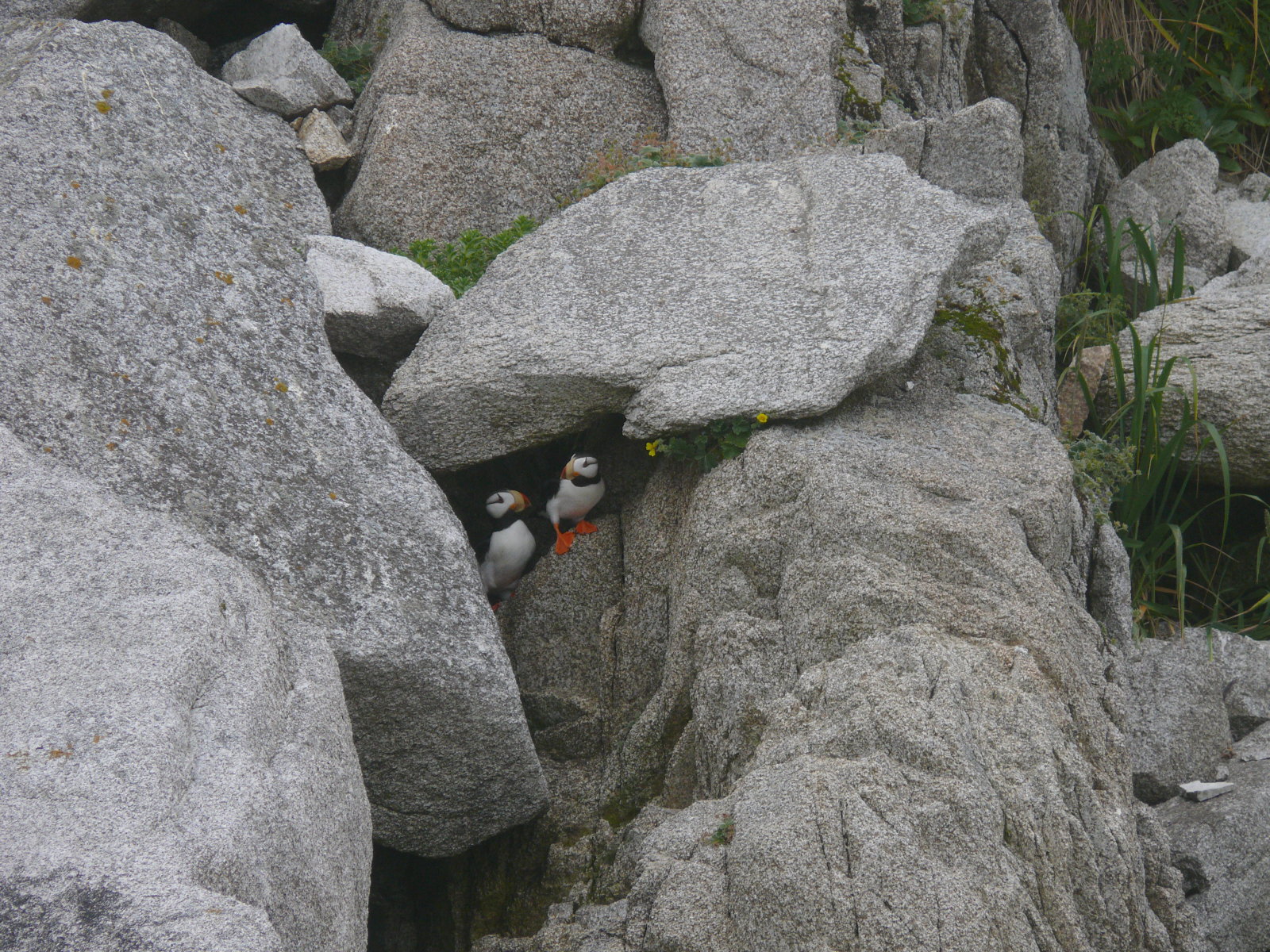 Semidi Islands, August 2008