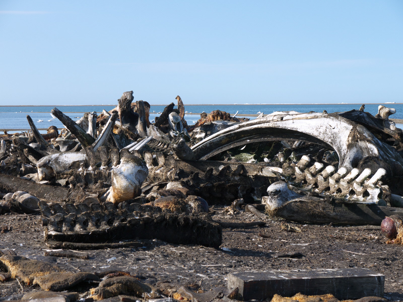 The boneyard alaska how to watch