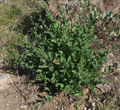 Acourtia wrightii P0000117c.jpg