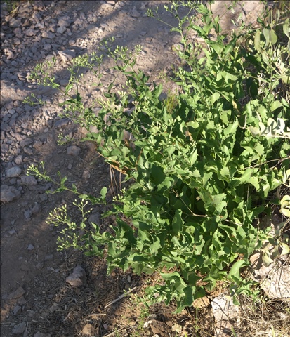 Acourtia wrightii P0000208b.jpg