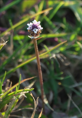 Phyla nodiflora P0300684a.jpg