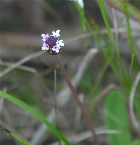 Phyla nodiflora P0301181a.jpg