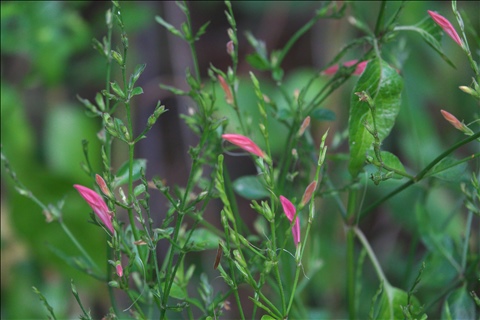 Dicliptera sexangularis P0301302a.jpg