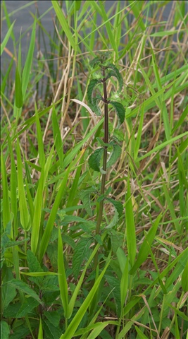 Hyptis alata P0301468a.jpg