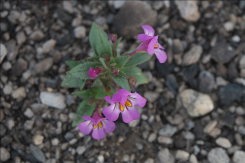 Diplacus P0303791a.jpg