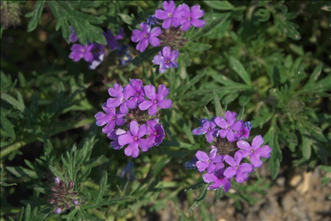 Glandularia P0304221a.jpg