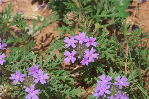 Glandularia bipinnatifida P0304555a.jpg