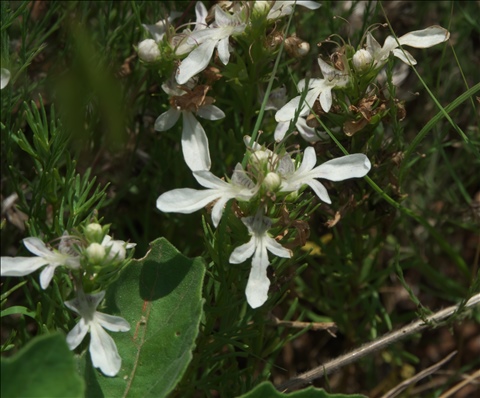 Teucrium laciniatum P0304570a.jpg