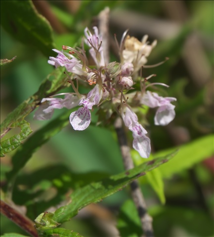 Teucrium canadense P0405384a.jpg