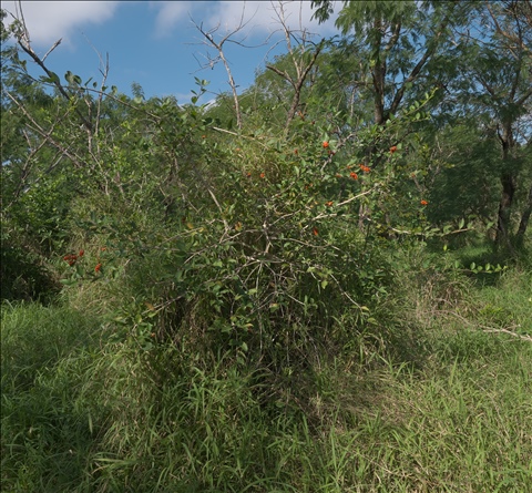 Citharexylum berlandieri P0408124a.jpg