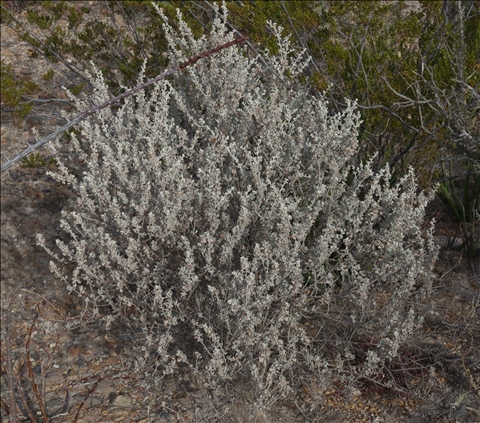 Leucophyllum minus P0508536a.jpg