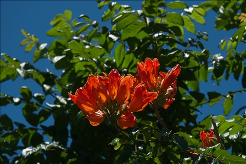 Spathodea campanulata P0508638a.jpg