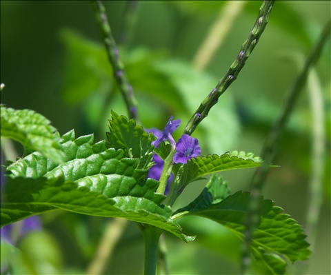 Stachytarpheta cayennensis P0508688a.jpg