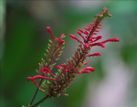 Odontonema P0508905a.jpg
