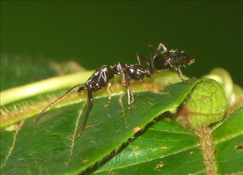 Odontomachus simillimus P0600975a.jpg