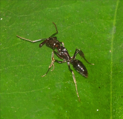 Odontomachus simillimus P0601004a.jpg