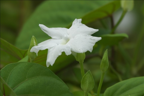 Thunbergia fragrans P0601118a.jpg