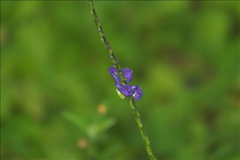 Stachytarpheta cayennensis P0601130a.jpg