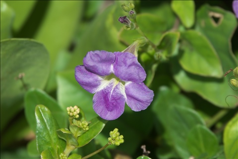 Asystasia gangetica P0601980a.jpg