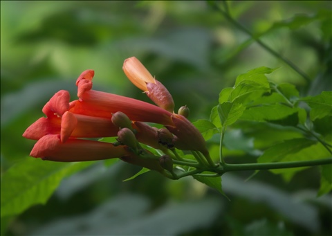 Campsis radicans P0602787a.jpg