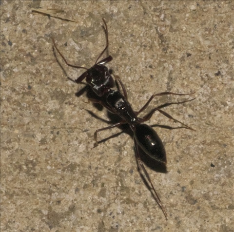 Odontomachus simillimus PG974234a.jpg