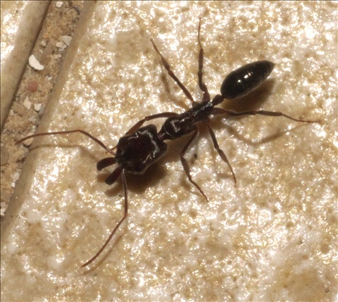 Odontomachus simillimus PG974246a.jpg