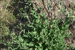 Acourtia wrightii P0000118c.jpg