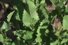 Acourtia wrightii P0000121b.jpg