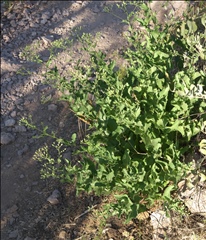 Acourtia wrightii P0000208b.jpg