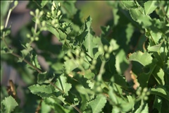 Acourtia wrightii P0000209a.jpg