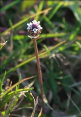 Phyla nodiflora P0300684a.jpg