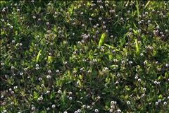 Phyla nodiflora P0300685a.jpg