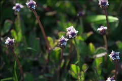 Phyla nodiflora P0300686a.jpg