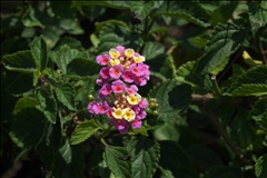 Lantana × strigocamara P0300796a.jpg