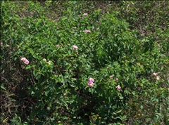 Lantana × strigocamara P0300797a.jpg