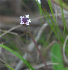 Phyla nodiflora P0301181a.jpg