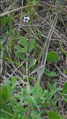 Phyla nodiflora P0301183a.jpg