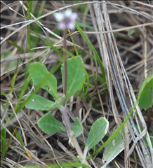Phyla nodiflora P0301184a.jpg