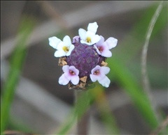 Phyla nodiflora P0301185a.jpg