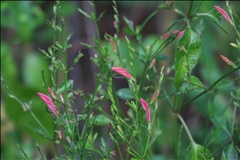 Dicliptera sexangularis P0301302a.jpg