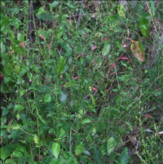 Dicliptera sexangularis P0301303a.jpg