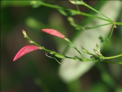 Dicliptera sexangularis P0301304a.jpg