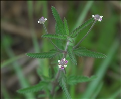 Lippia stoechadifolia P0301404a.jpg
