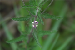 Lippia stoechadifolia P0301405a.jpg