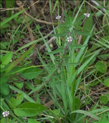 Lippia stoechadifolia P0301406a.jpg